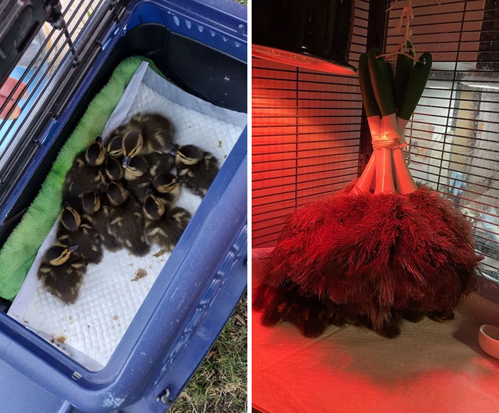 A split image of ducklings in a carrier and ducklings under a heat lamp, making parents think: Why Did I Sign Up For This?