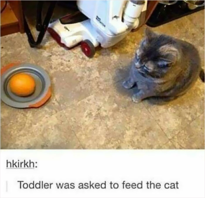 Oranges Aren't For Cats