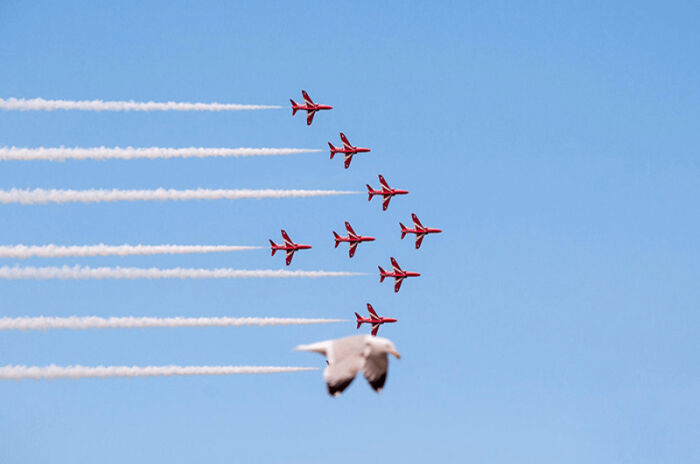 50 Perfectly Timed Animal Photos From This Online Collection That Are Almost Too Good To Be True