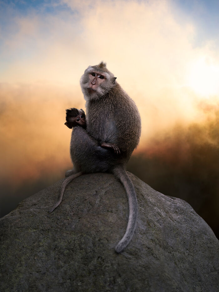 Mother Monkey By Alice Zilberberg