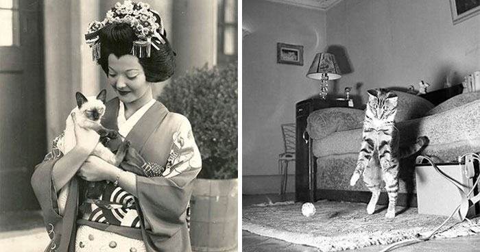 “All Vintage Cats”: 30 Old Cat Photos That Show Just How Timeless Feline Charm Is (New Pics)