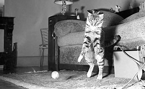 30 Vintage Photos Of Cats That Show Nothing Has Changed In Decades, Collected By This Journalist (New Pics)