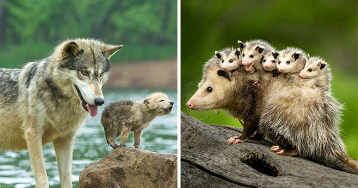 This Page Shared 40 Candid Animal Photos That Are Funny, Wholesome, And Impossible Not To Love