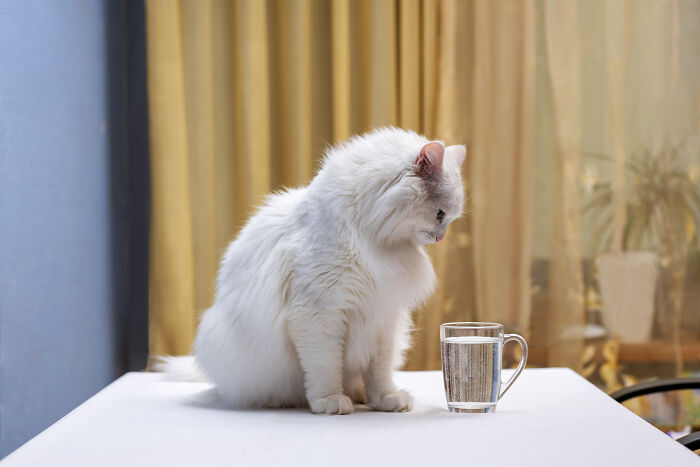 A white fluffy cat intently looking at a glass of water on a table, illustrating unhinged house rules.