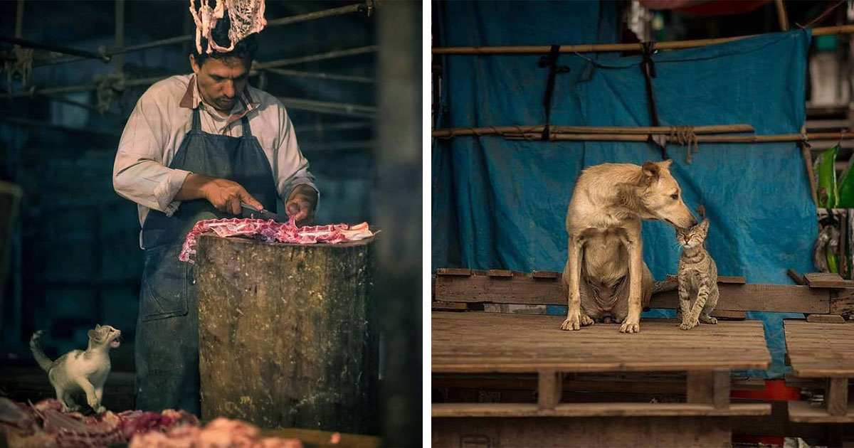 23 Photos That Show India Through The Eyes Of Its Street Cats