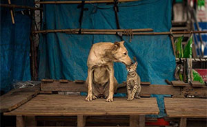 23 Street Cat Photos That Might Melt Your Heart By Guru Charan (New Pics)