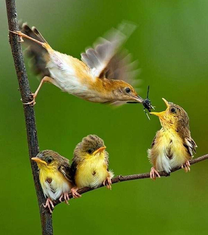 50 Perfectly Timed Animal Photos From This Online Collection That Are Almost Too Good To Be True