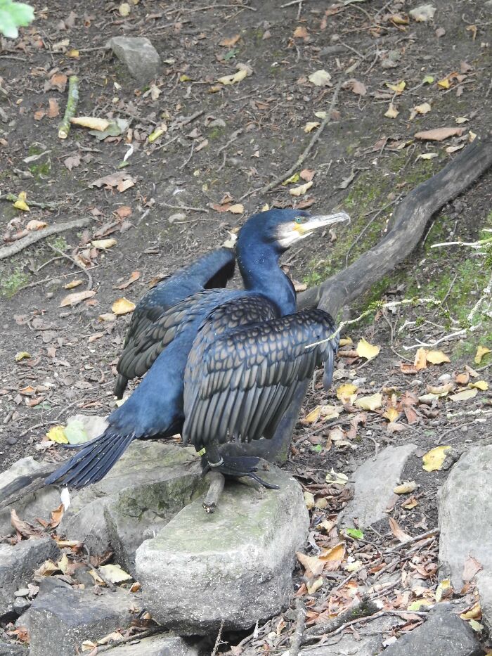 A dark blue cormorant bird with its wings spread, standing on rocks on a forest floor. Cool animal photo.