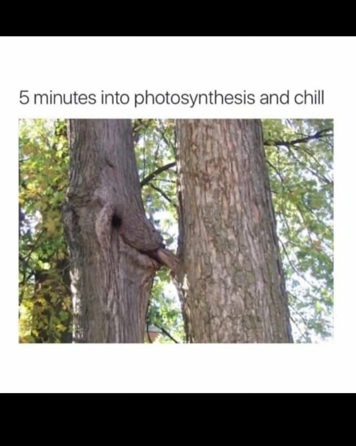Funny memes about photosynthesis and chill, depicting two trees intertwined, for people who dont take science too seriously.