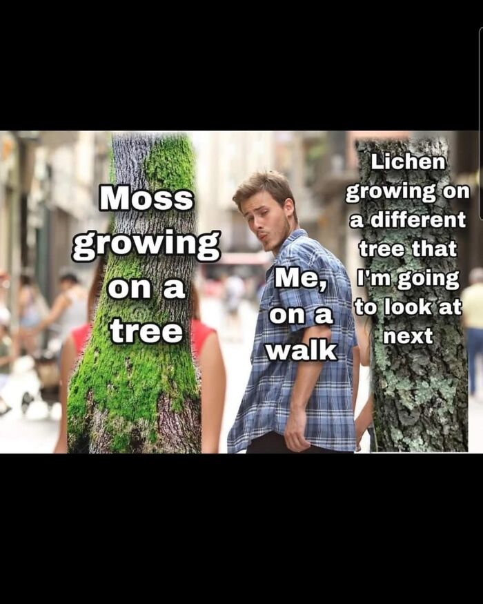 A funny meme of a man looking at lichen on a tree, illustrating a humorous science interest.