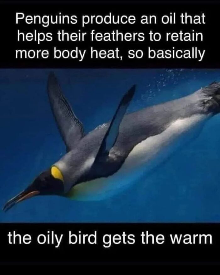 A funny science meme image of a penguin underwater, explaining how its oily feathers retain warmth.