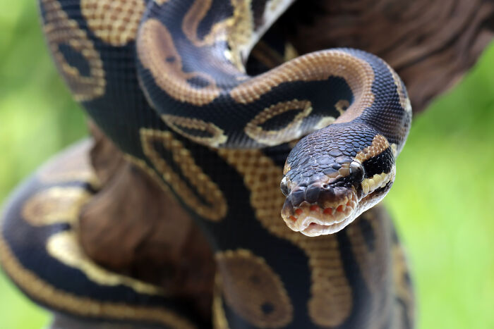 Close-up of a huge python with patterned skin, its head slightly raised, found under a family's home. Close-up of a huge python with patterned skin, its head slightly raised, found under a family's home.