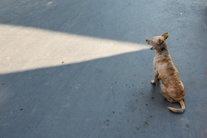 A stray dog on the street appears to breathe out a beam of light in a street photo capturing life's funny coincidences.