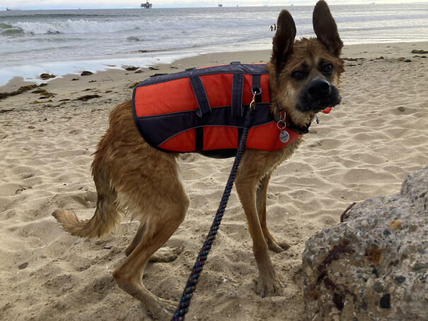 beachdoge-6a7d8b601337a.jpg