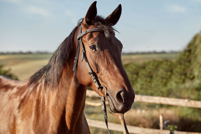 A brown horse with a bridle stands in a field, representing various pet-owners and their vet bills.