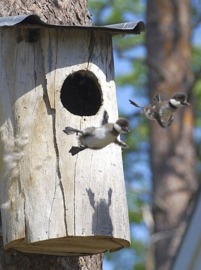50 Perfectly Timed Animal Photos From This Online Collection That Are Almost Too Good To Be True