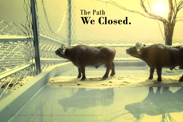 Miniature habitat showing toy buffalo behind a fence, representing waste and industry endangering animals. Miniature habitat showing toy buffalo behind a fence, representing waste and industry endangering animals.