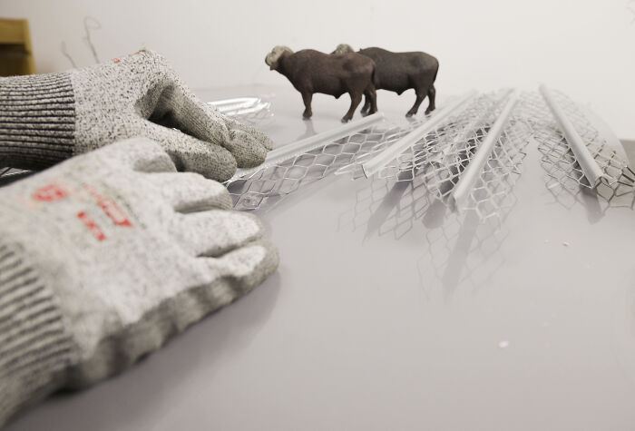 Hands in gloves creating a miniature habitat for endangered animals, with toy buffalo in the background. Hands in gloves creating a miniature habitat for endangered animals, with toy buffalo in the background.
