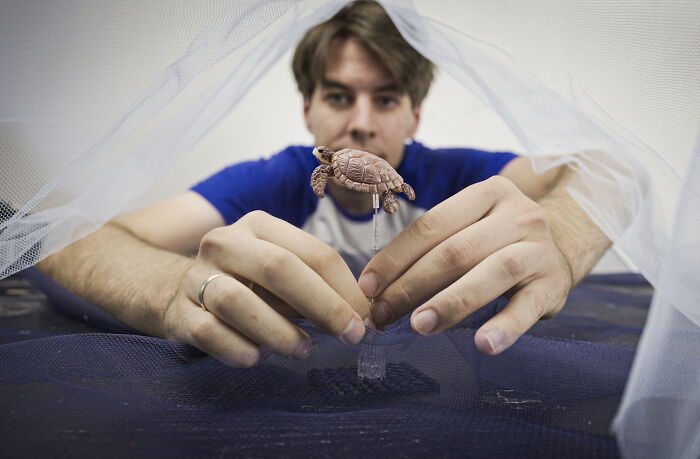 Photographer creating a miniature habitat for endangered animals, holding a small toy turtle. Photographer creating a miniature habitat for endangered animals, holding a small toy turtle.