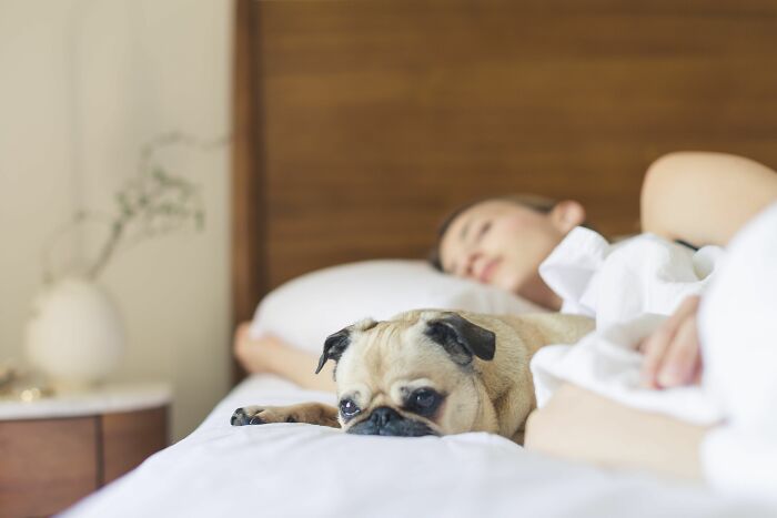 A pug lying on a bed next to a sleeping woman, illustrating the comfort of living alone.