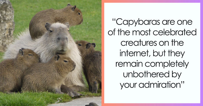 Meet The 80 Kilogram Rodent Who Became The Unofficial Mascot Of Not Caring What You Think
