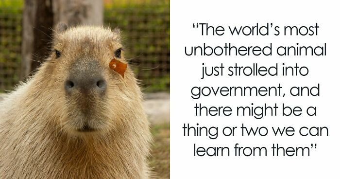 Meet The 80 Kilogram Rodent Who Became The Unofficial Mascot Of Not Caring What You Think
