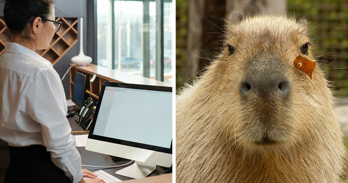 Meet The 80 Kilogram Rodent Who Became The Unofficial Mascot Of Not Caring What You Think