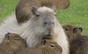 Meet The 80 Kilogram Rodent Who Became The Unofficial Mascot Of Not Caring What You Think