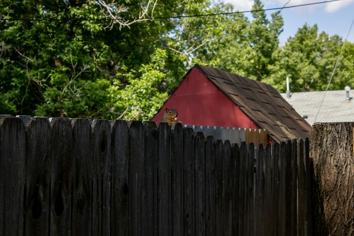 A wild squirrel peeking over a wooden fence, involved in a neighbor battle over an ornamental squirrel. A wild squirrel peeking over a wooden fence, involved in a neighbor battle over an ornamental squirrel.