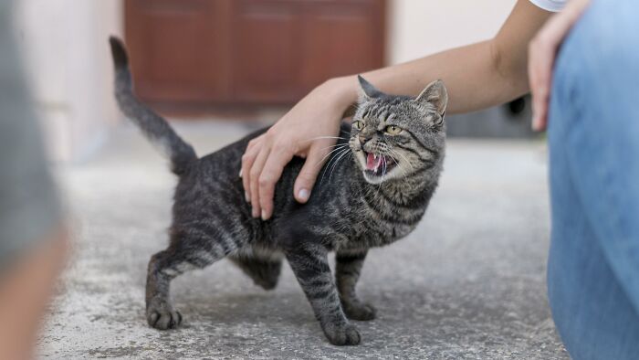 A person petting an angry, hissing cat, illustrating unhinged house rules about pet interactions that only family understands.