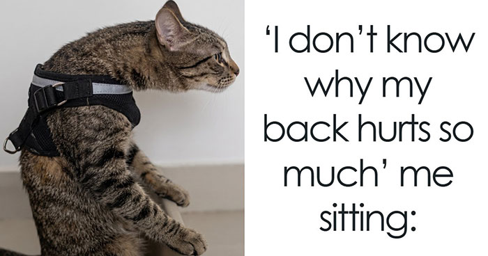 Cat Memes That Might Just Make Sense To Every Animal Lover (74 Pictures)