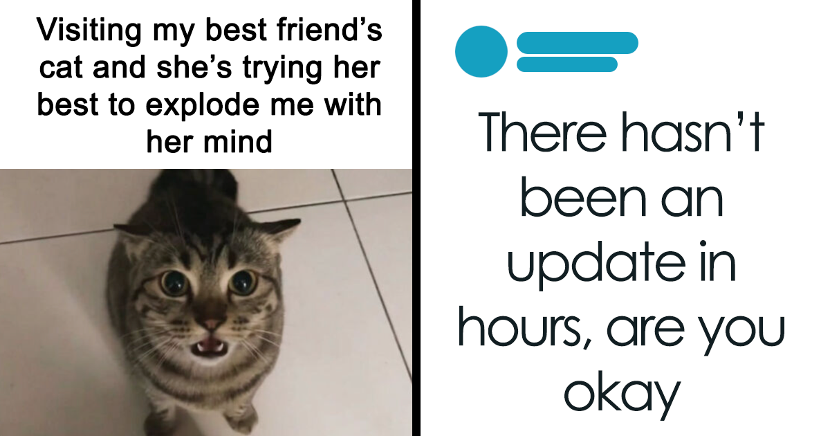 Cat Memes That Might Just Make Sense To Every Animal Lover (74 Pictures)