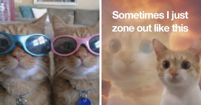 “My Cat Owns This House, I Just Pay The Mortgage”: 74 Memes For Owners Who Know Their Place