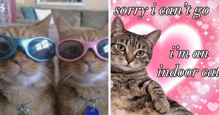 Cat Memes That Might Just Make Sense To Every Animal Lover (74 Pictures)