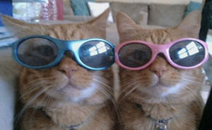 Cat Memes That Might Just Make Sense To Every Animal Lover (74 Pictures)