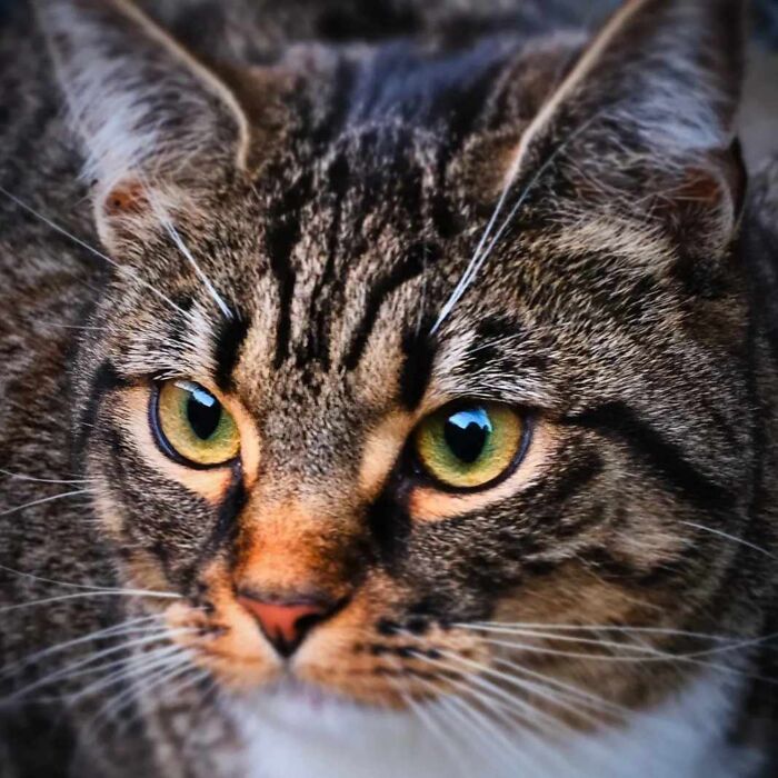 Close-up of a tabby cat with green eyes, a pet owner who may have incurred vet bills.