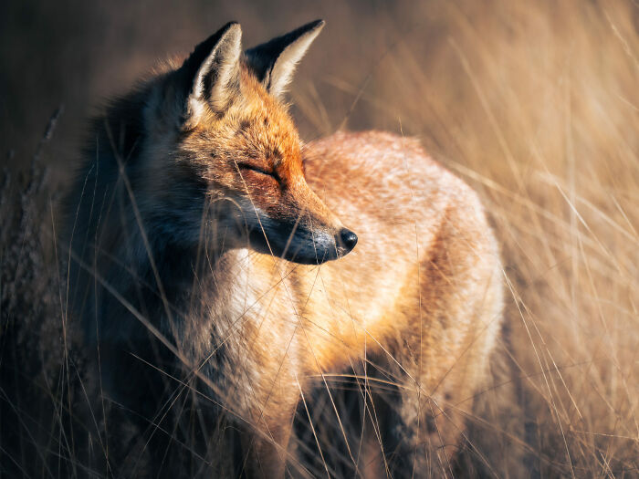 Fox Serenity By Derrick Van Frausum