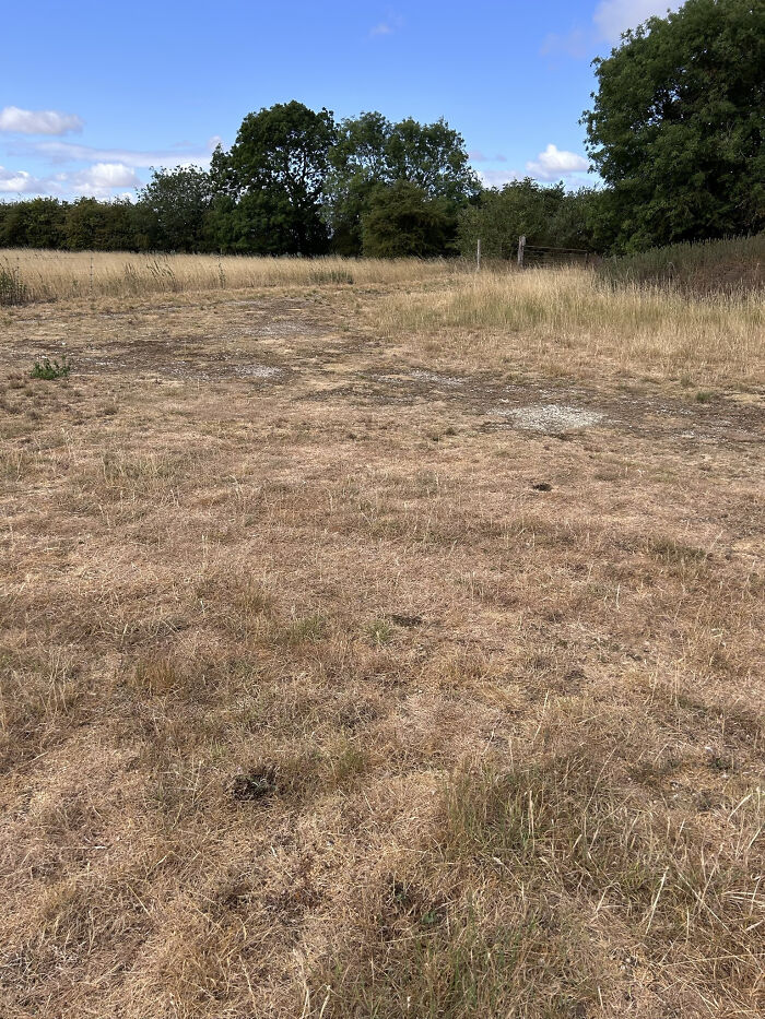 Close-up of severely dry, brown grass under a clear sky, illustrating the effects of Europe's brutal drought and political impact.