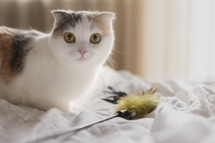 A white and brown cat with big eyes looking at a toy, representing a pet owner's experiences with vet bills.