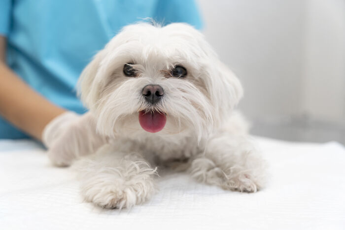 A small white fluffy dog with its tongue out is being examined by a vet, a frequent reason for pet owners' vet bills.
