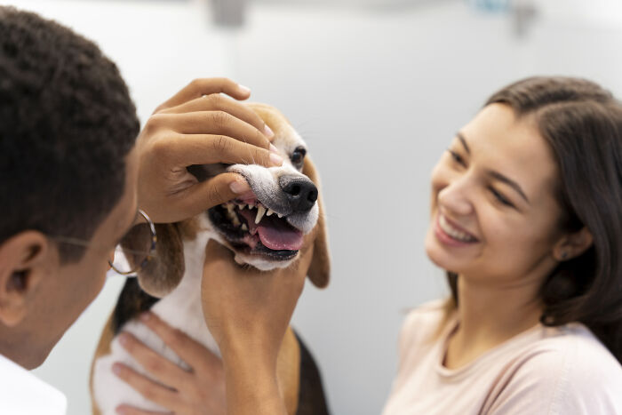 A vet checks a beagle's teeth while a smiling pet owner watches, showcasing routine care that can lead to vet bills.