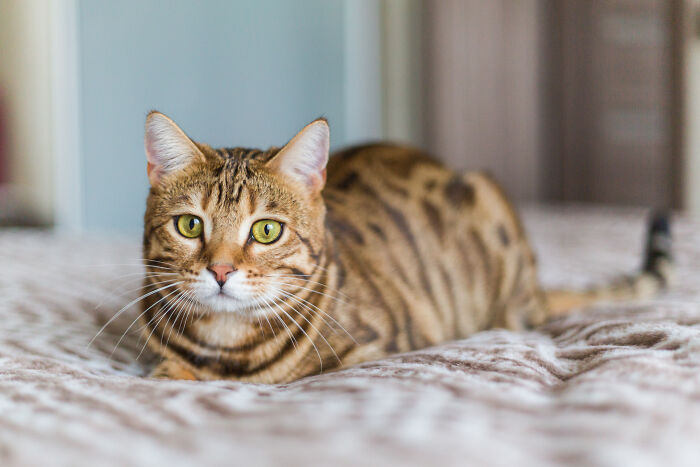 A beautiful Bengal cat lying on a patterned bedspread, its bright green eyes looking directly at the camera. This cat is part of the unhinged house rules that make sense to the family.