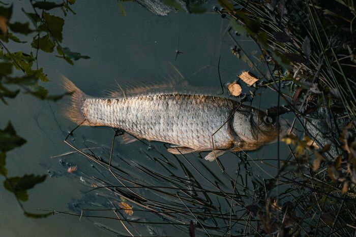 D**d fish floating in murky water with fallen leaves and aquatic plants, depicting scary science facts.