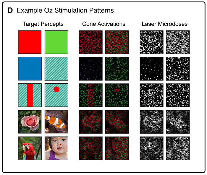 A scientific diagram titled 'Example Oz Stimulation Patterns' showing how scientists might display a new color, Olo.