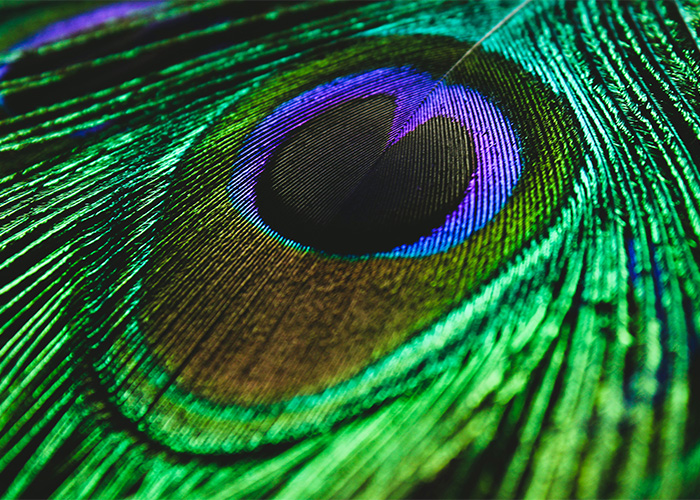 A vibrant peacock feather showcasing the new color Olo with iridescent blues and greens.