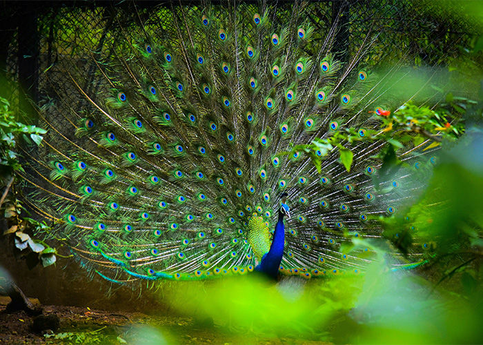 A vibrant peacock displaying its full plumage, an example of existing colors vs. a new color like Olo.