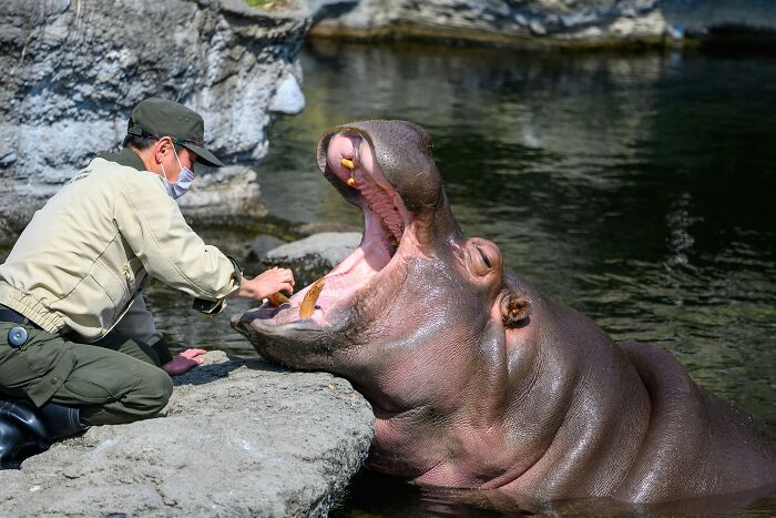 A zookeeper feeding a hippopotamus with its mouth wide open, sharing insider knowledge about animal care.