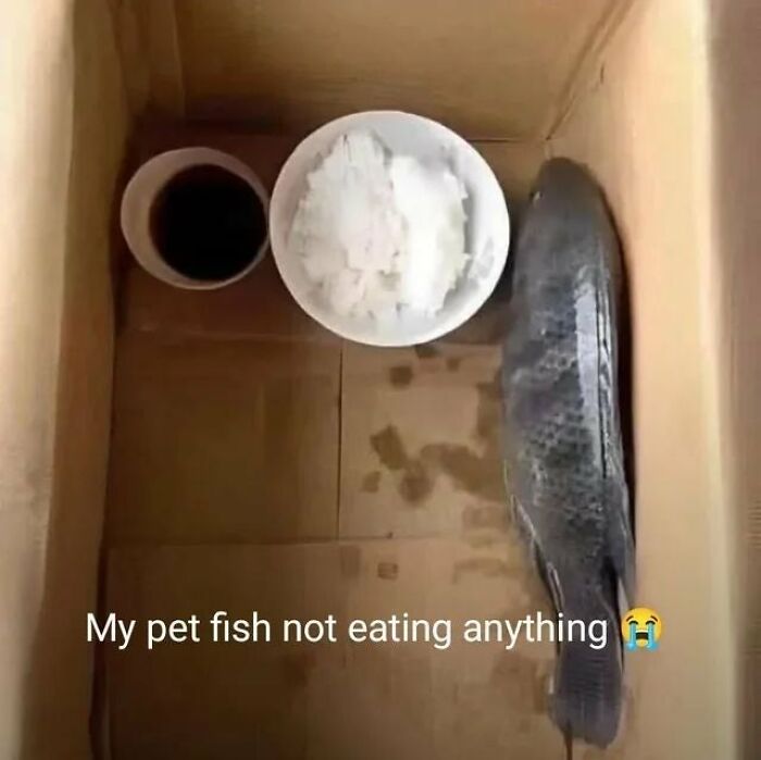 A whole fish in a box with a bowl of rice and sauce, with text My pet fish not eating anything, highlighting dumb people.