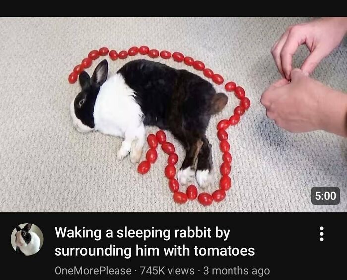 A rabbit surrounded by tomatoes in a YouTube video thumbnail, an example of dumb people waking a sleeping rabbit.