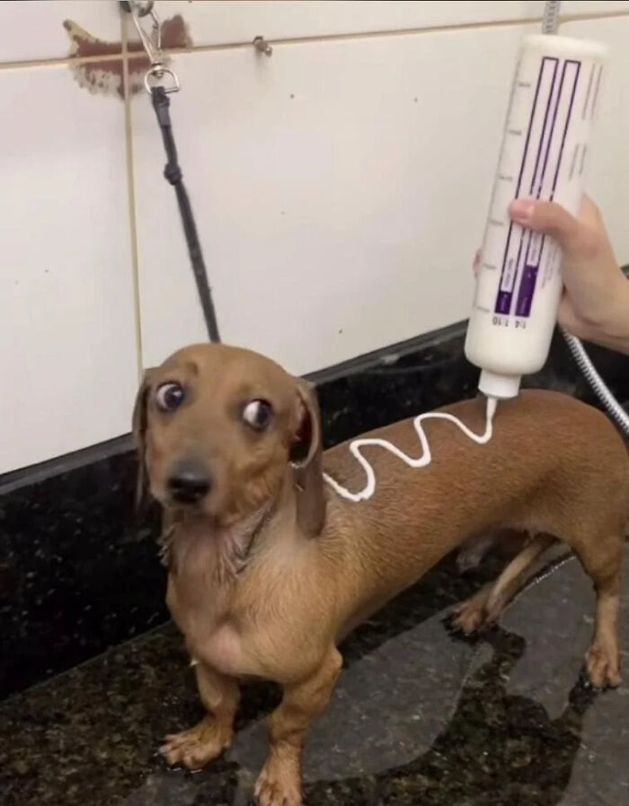 A dachshund dog with wide eyes looks at the camera as white cream is squeezed onto its back, creating a puzzling pic.